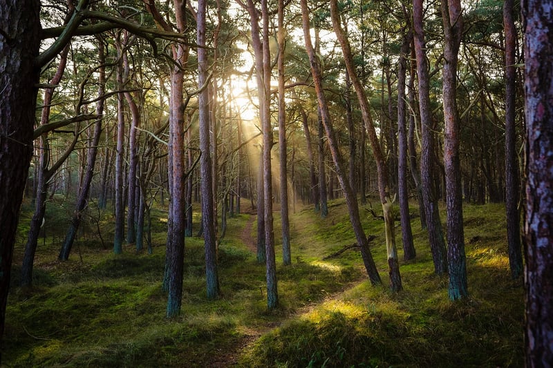 Mystical Forest Setting